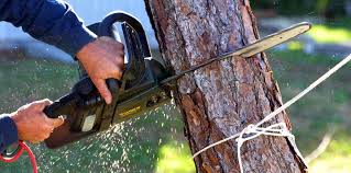 Best Tree Trimming and Pruning  in St George, KS