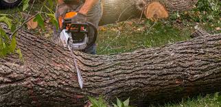 Best Tree Risk Assessment  in St George, KS