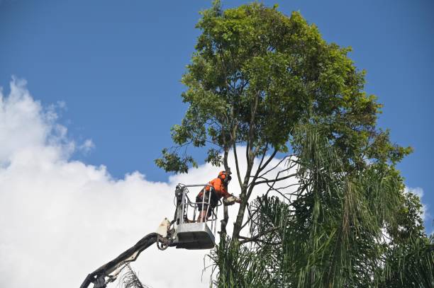 Best Arborist Consultation Services  in St George, KS