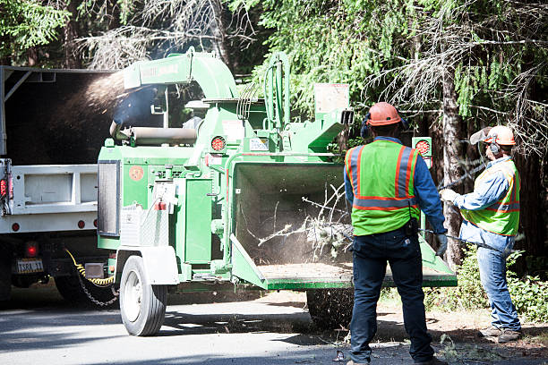 Best Tree Maintenance Programs  in St George, KS