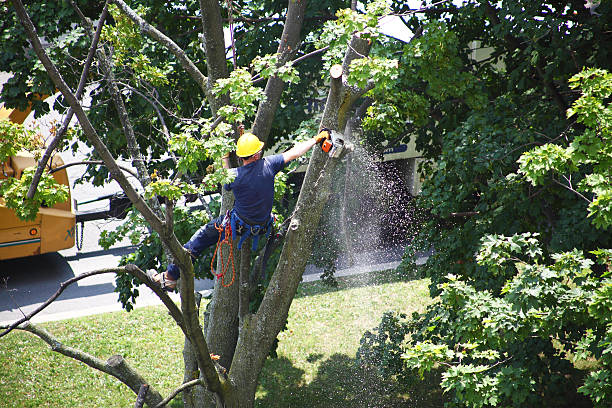 Trusted St George, KS Tree Services Experts